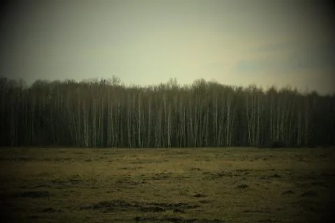 Birch grove on a spring evening. Leafless trees at dusk. Overcast weather. Stock Photos