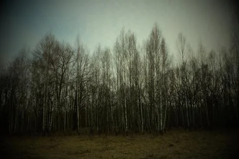Birch grove on a spring evening. Leafless trees at dusk. Overcast weather. Stock Photos