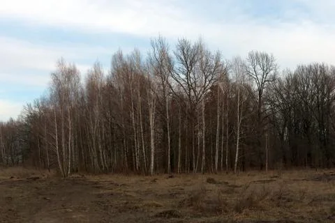 Birch grove on a spring evening. Leafless trees at dusk. Overcast weather. Stock Photos