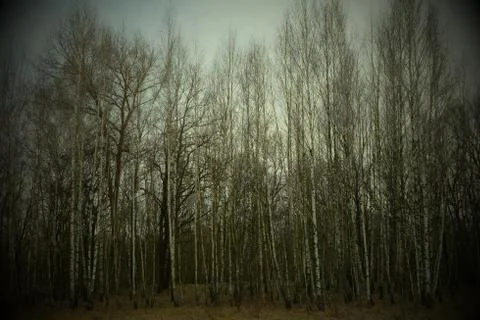 Birch grove on a spring evening. Leafless trees at dusk. Overcast weather. Stock Photos