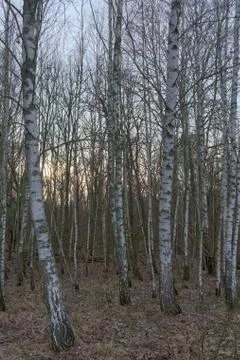 Birch grove on a spring evening. Leafless trees at dusk. Overcast weather. Stock Photos