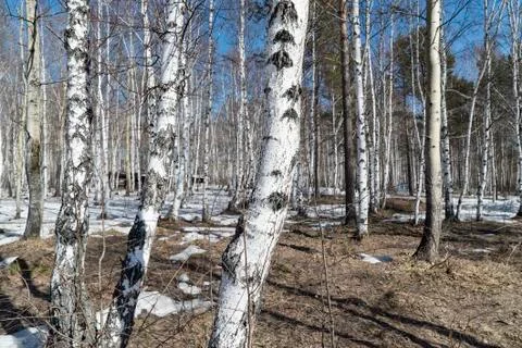 Birch grove in the spring Stock Photos