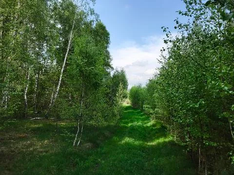 Birch grove in the spring. Stock Photos