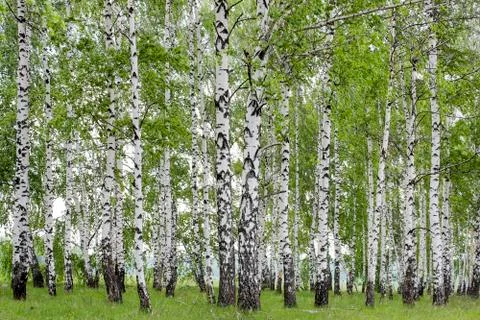 Birch grove in the spring Stock Photos