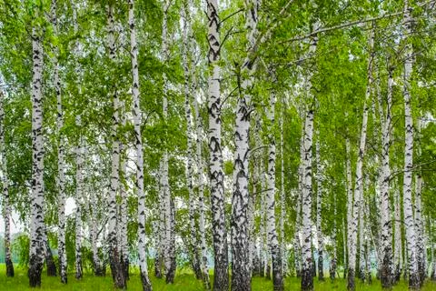 Birch grove in spring Stock Photos