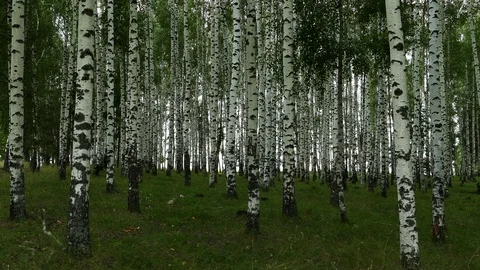 Birch grove on a summer day. Stock Footage 92844238