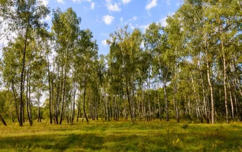 Birch grove in the summer. Stock Photos