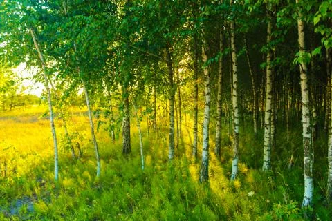 Birch grove sun sunset Stock Photos