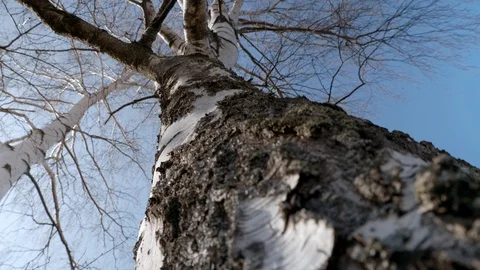 Birch grove on a Sunny spring day Stock Footage 128221815