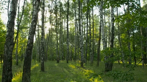 Birch grove at sunset Stock Footage 67046530