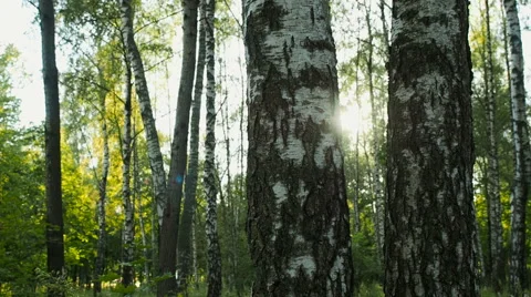 Birch grove at sunset Stock Footage 67052149