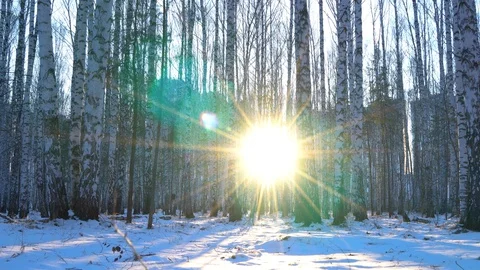 Birch grove in sunset light 库存影片 128407662