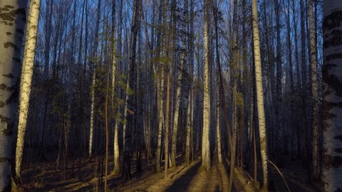 Birch grove in sunset light Video stock 128408699