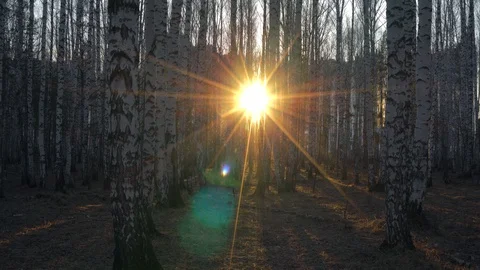 Birch grove in sunset light 库存影片 128408744