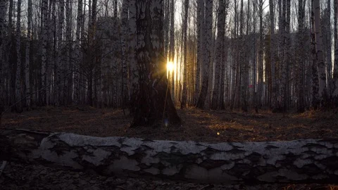 Birch grove in sunset light Stock Footage 128408768
