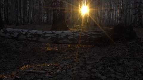 Birch grove in sunset light Video stock 128408818