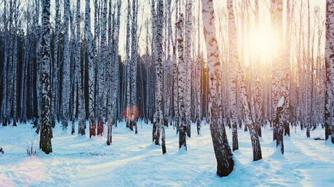 Birch grove in sunset light Stock Footage 130837797