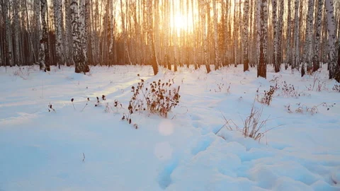 Birch grove in sunset light Stock Footage 130850112