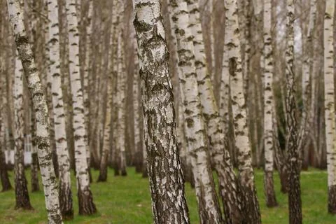 Birch grove at sunset in spring. Stock Photos