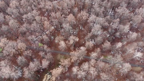 Birch grove top view 動画素材 119729723