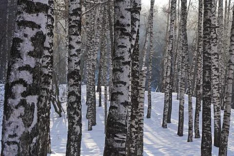 Birch grove. Tree trunks in winter. Stock Photos