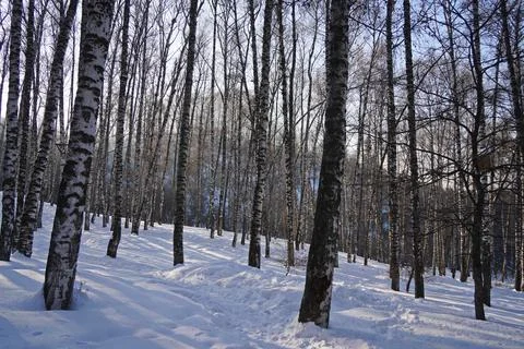 Birch grove. Tree trunks in winter. Foto stock