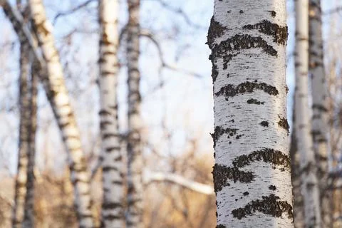 Birch grove. Tree trunks in winter. Stock Photos