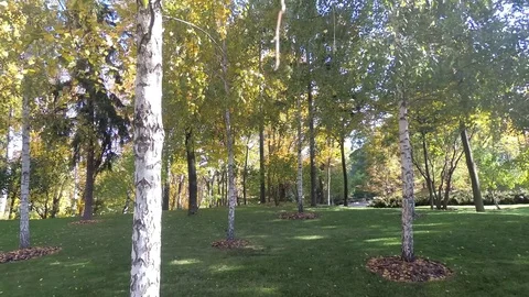 Birch grove, trunks of trees with leaves Stock Footage 81448712