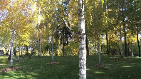 Birch grove, trunks of trees with leaves Stock Footage 81448774