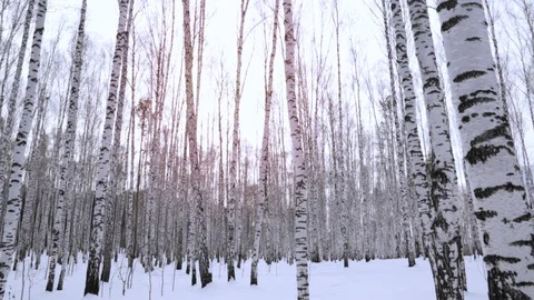 Birch grove in winter day Видео 128418417