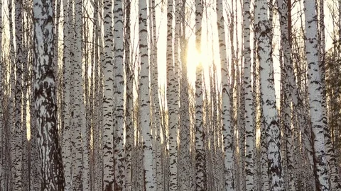 Birch grove in winter Video stock 83925977