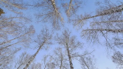 Birch grove in winter 库存影片 83932184