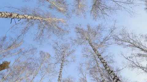 Birch grove in winter Video stock 83932241