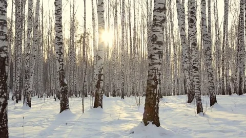 Birch grove in winter Stock Footage 83932263
