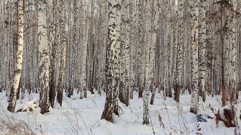Birch grove in winter Video stock 83932264