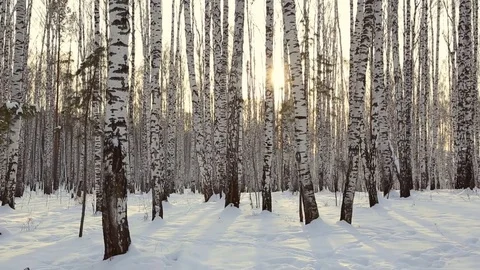Birch grove in winter Stock Footage 83932266