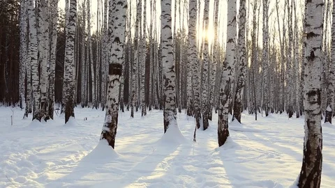 Birch grove in winter Video stock 83932274