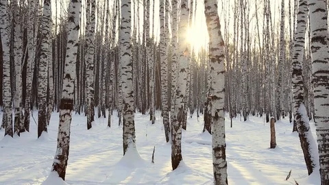 Birch grove in winter Stock Footage 83932275