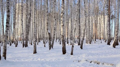 Birch grove in winter Stock Footage 83932320