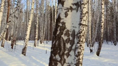Birch grove in winter Video stock 83932323