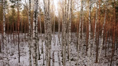 A birch grove in winter. Sunset light. Stock Footage 274736784
