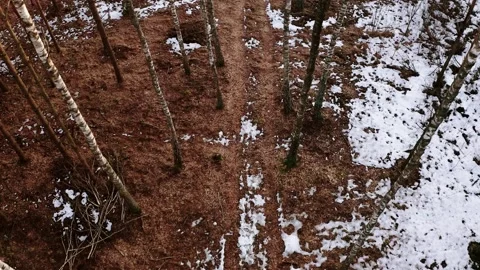 A birch grove in winter. Sunset light. Stock Footage 274737021