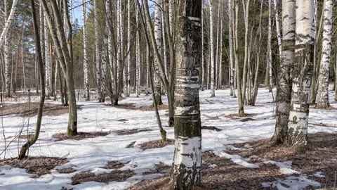 Birch grove of young trees in march warm day Stock Footage 307760155