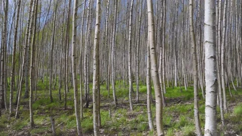 Birch grove of young trees in spring Stock Footage 154296419