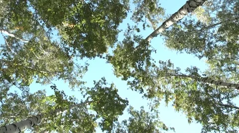 Birch grove.rotating camera Stock Footage 8766365