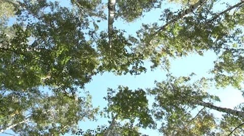 Birch grove.rotating camera Stock Footage 8766378