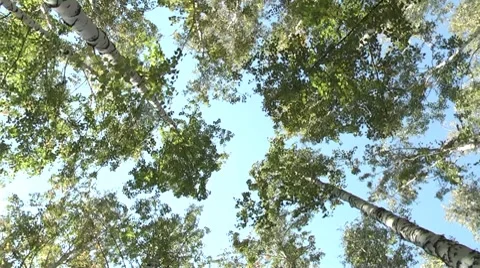 Birch grove.rotating camera Stock Footage 8766446