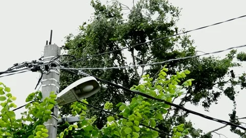 Birch growing next to a lamppost Stock Footage 211461765