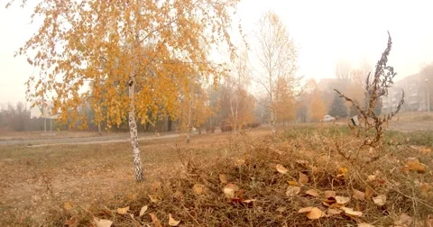 Birch Grows in a Field Which is Covered With Leaves Beside the Road Near the Stock Footage 60559731