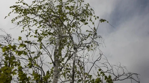 Birch grows on a rock Vídeo Stock 103437984